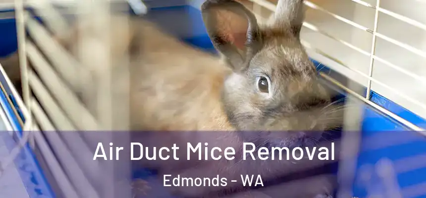  Air Duct Mice Removal Edmonds - WA